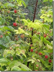 raspberries 001