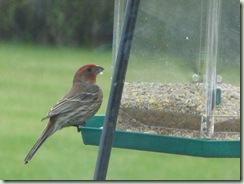 house finch at feeder 001