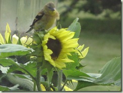 birds and sunflowers 005