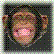 laughing monkey