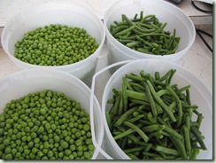 peas and beans 001