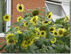 sunflowers in august 003