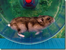 hamster wheel