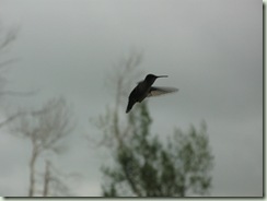 hummingbird 006