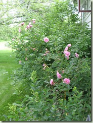 roses in July 001