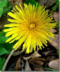 DandelionFlower