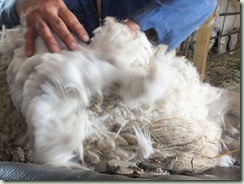 shearing at Christines June 7 023