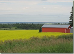 canola fields july 005