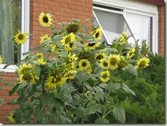 sunflowers in august 002