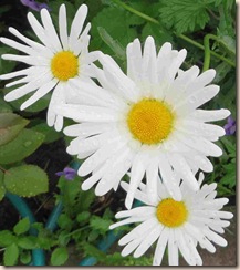 daisies 003