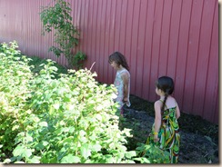 girls picking raspberries 002