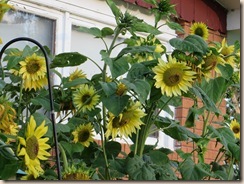 sunflowers and roses 003