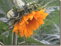 sunflowers 002