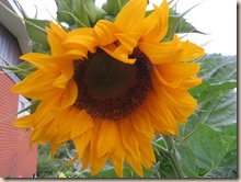 sunflowers 003