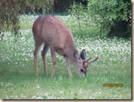 deer again 014
