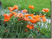 more poppies 001