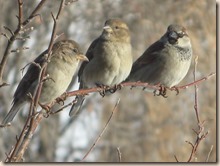 birds at feeder 004