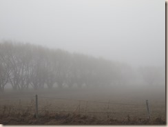 foggy morning 004